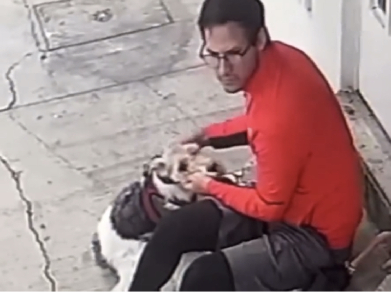 Despiden al agresor exhibido por golpear con su puño a un perrito