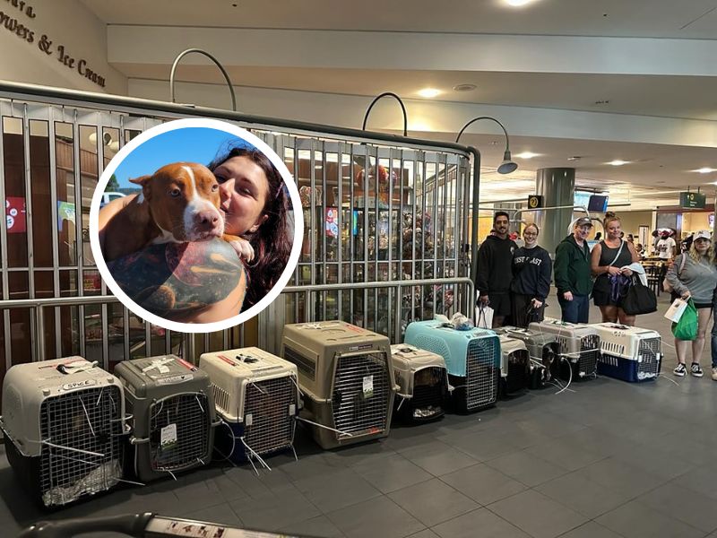 Adopción perros en Canadá.