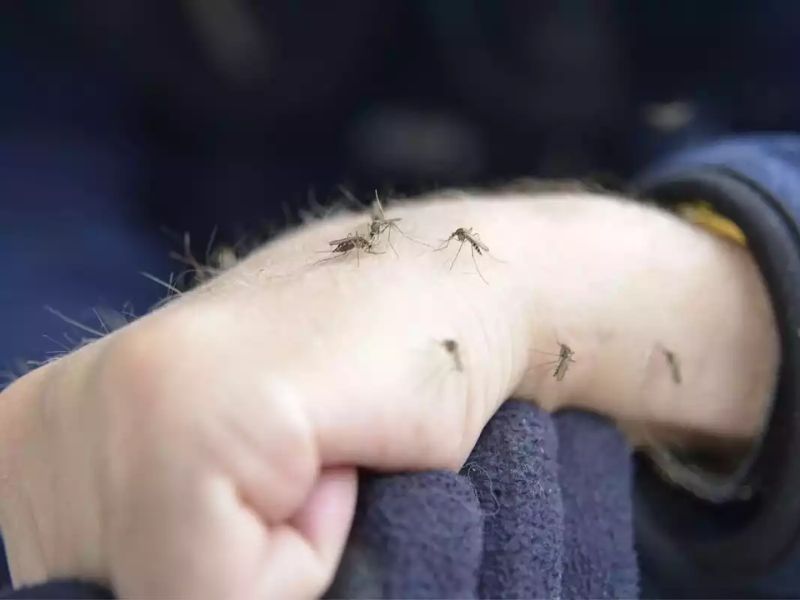 Casos de dengue en qroo.