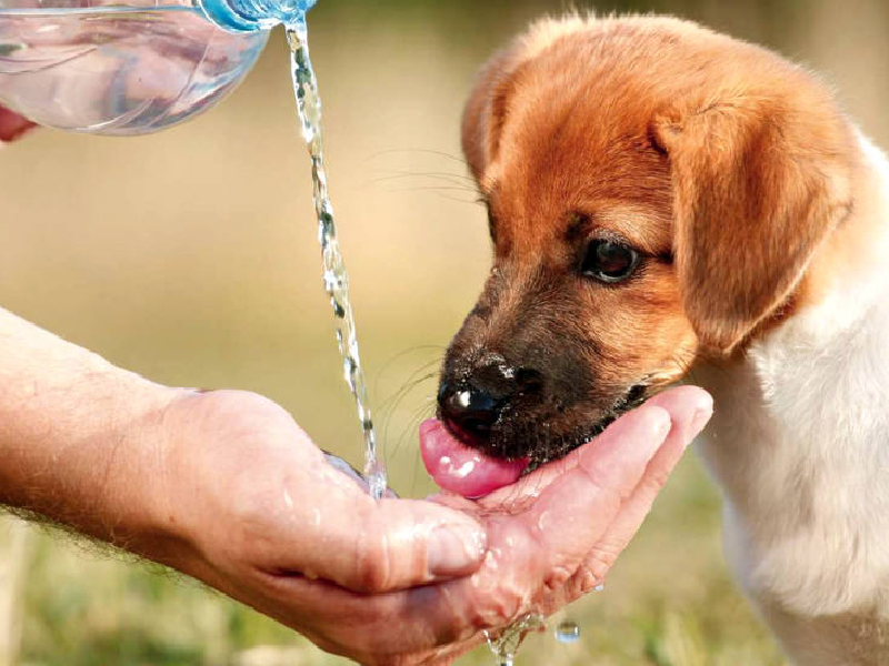 Golpe de calor en perros
