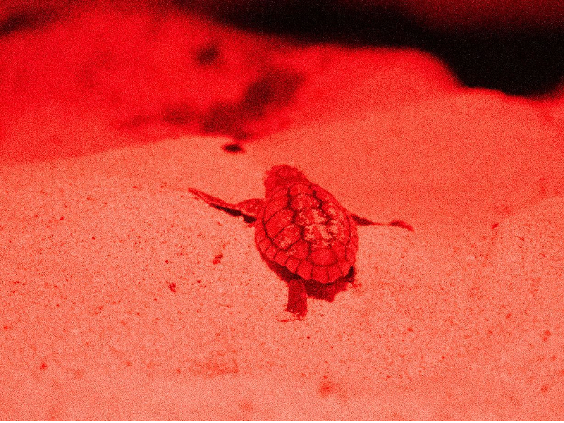 Redoblan esfuerzos para la conservación de la tortuga marina en Isla Mujeres
