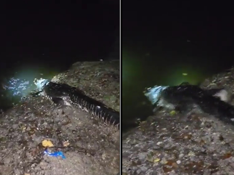 Liberan al cocodrilo "Larry" en Chetumal