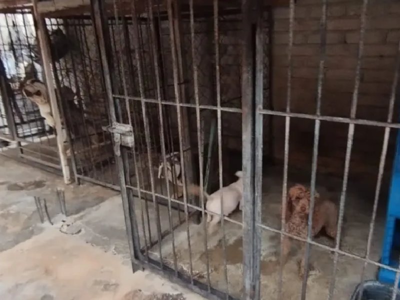 Rescatan a 25 perros de criadero clandestino en la Álvaro Obregón