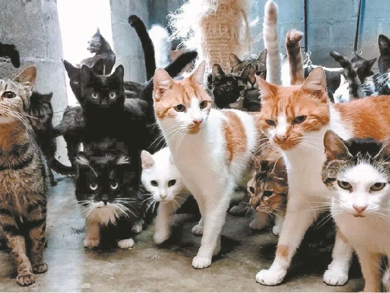 ¿Por qué se les dice “michis” a los gatos?