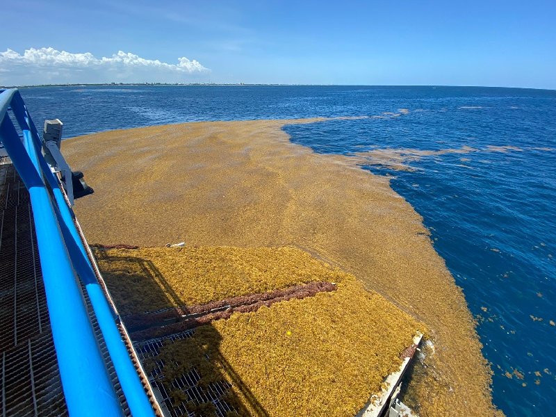 Monitorean de manera permanente en Puerto Morelos la llegada de sargazo