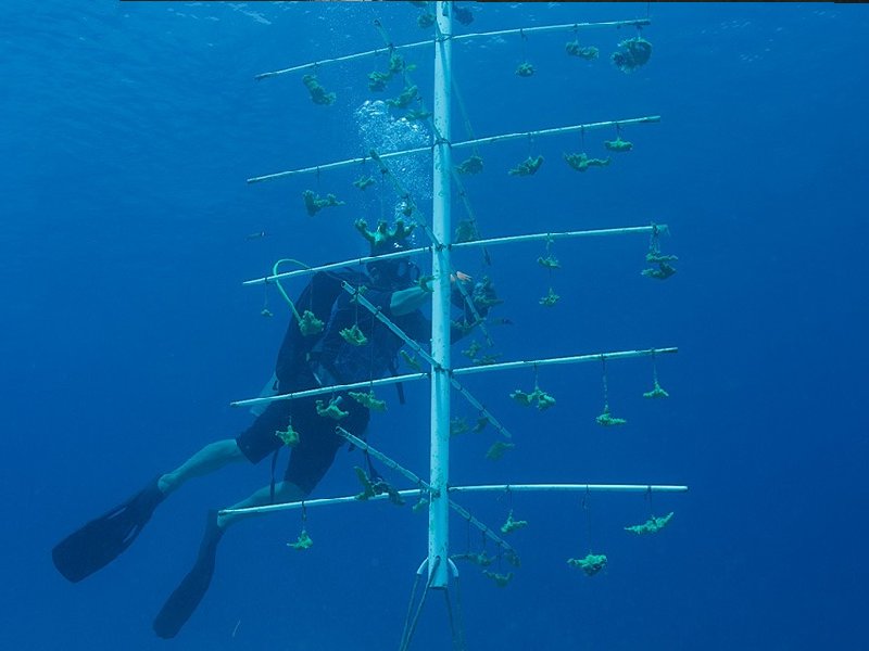 Programa de Restauración de arrecifes permite monitorear 1,500 fragmentos de coral en Chankanaab