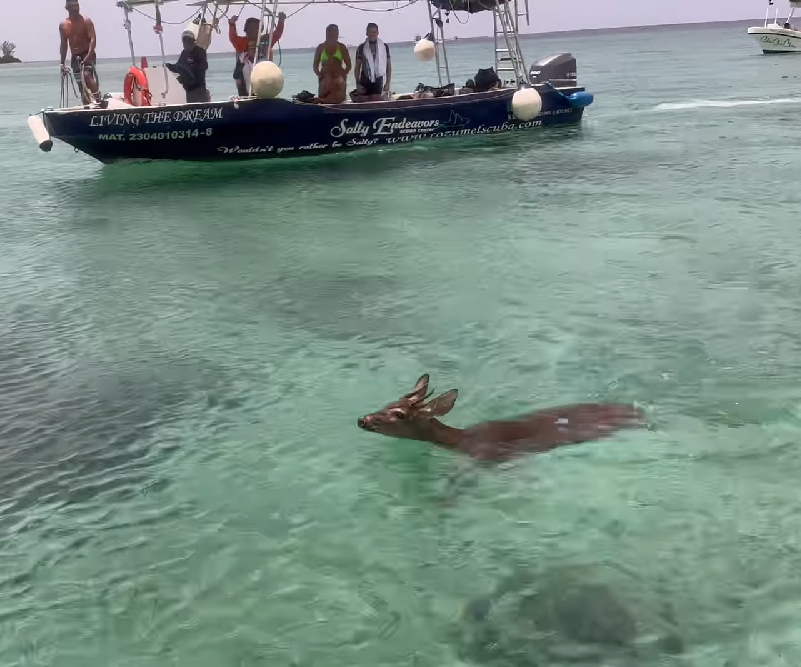 Venado que nadaba en aguas de Cozumel fue rescatado