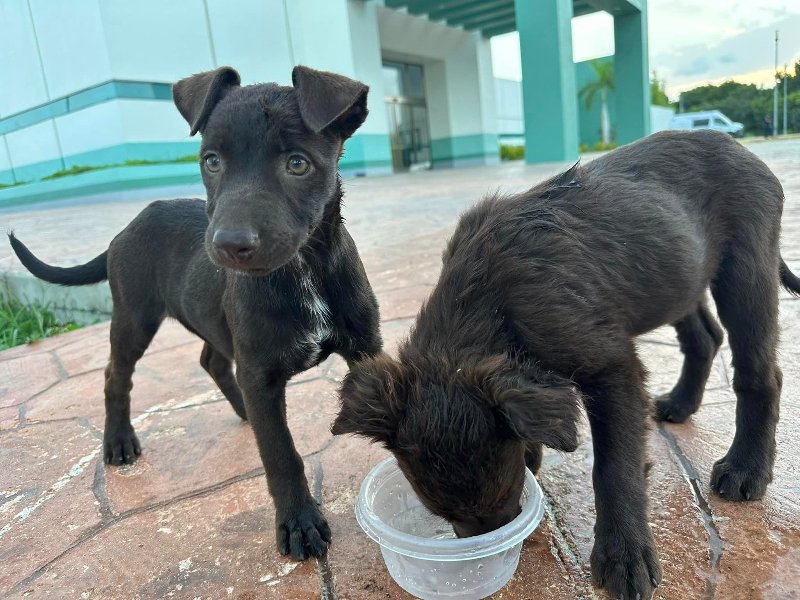Crece número de mascotas en situación de calle en Chetumal