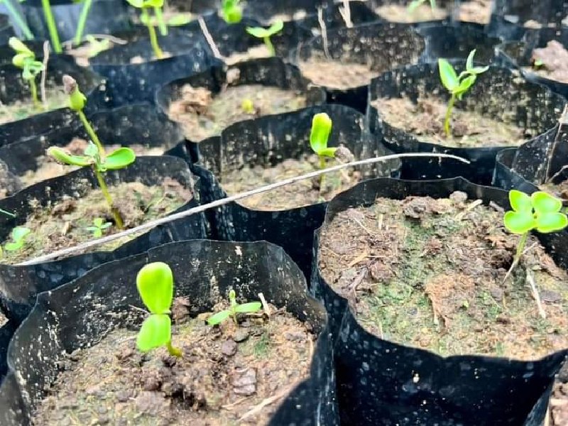 Dan de baja a agricultores de "Sembrando Vida" por incumplimiento