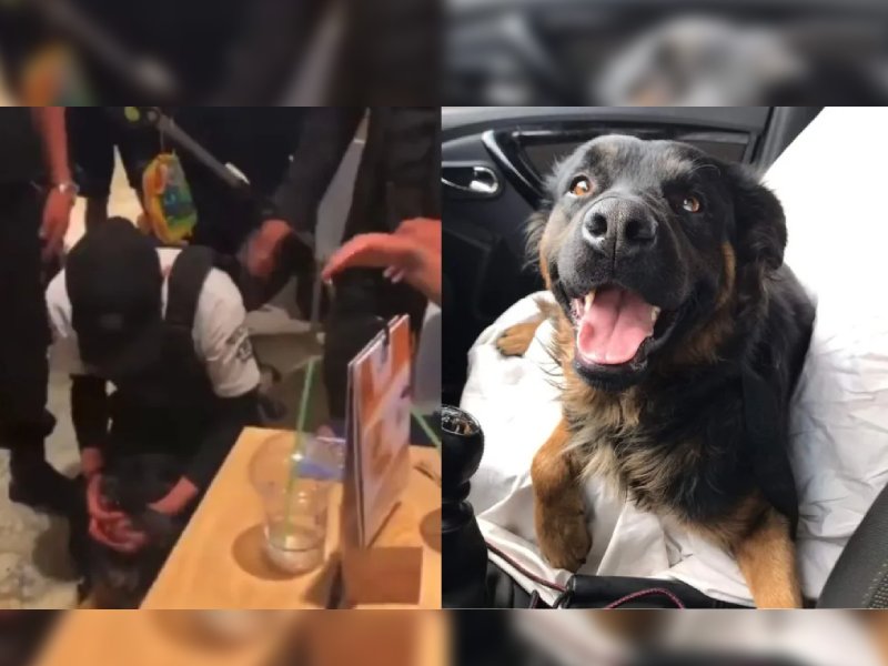 Hallan a ‘Lucho’, perrito agredido en Plaza Satélite