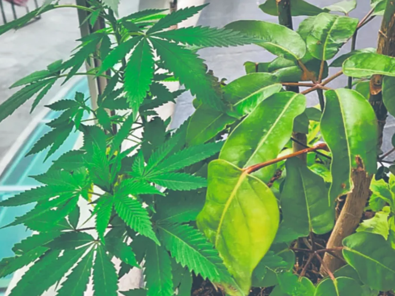 Retiraron el plantón, pero la marihuana sigue en el Senado