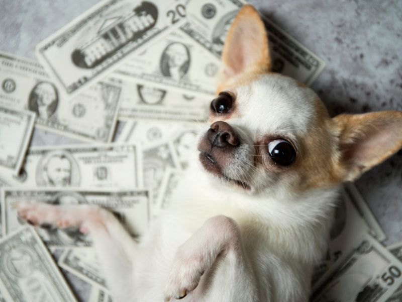Herencia mascotas.
