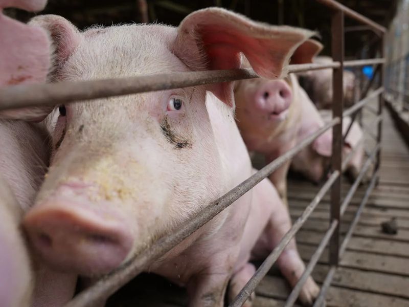 Peste del puerco.