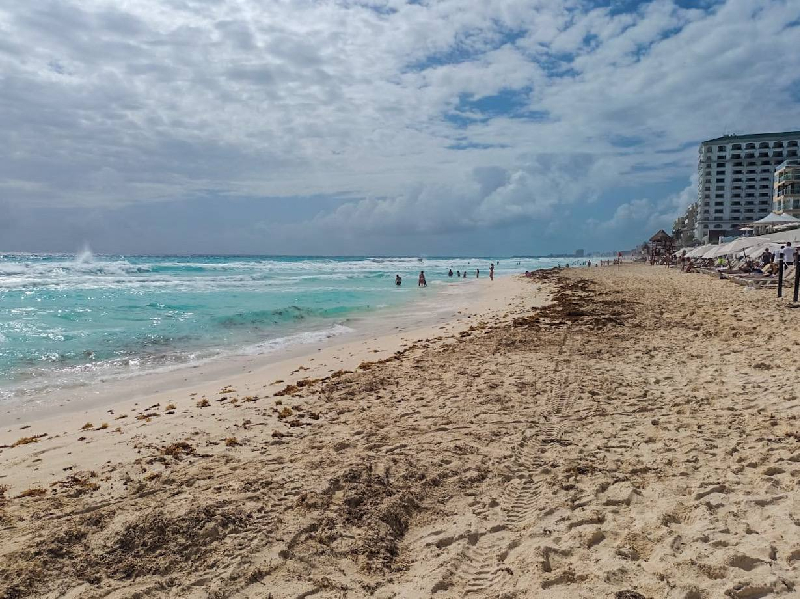 Sargazo da tregua a Cancún, arriba en menores cantidades