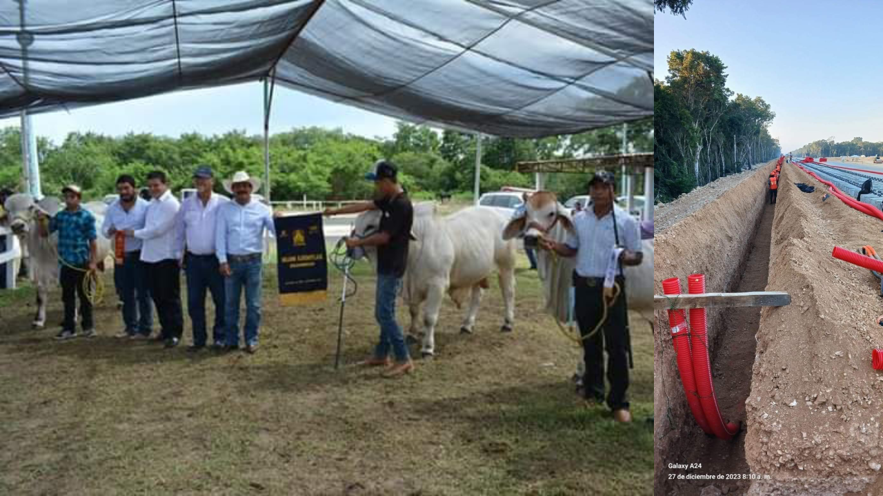 Han expresado la necesidad de instalar pasos de fauna o pasos ganaderos debido a la creación del Tren Maya