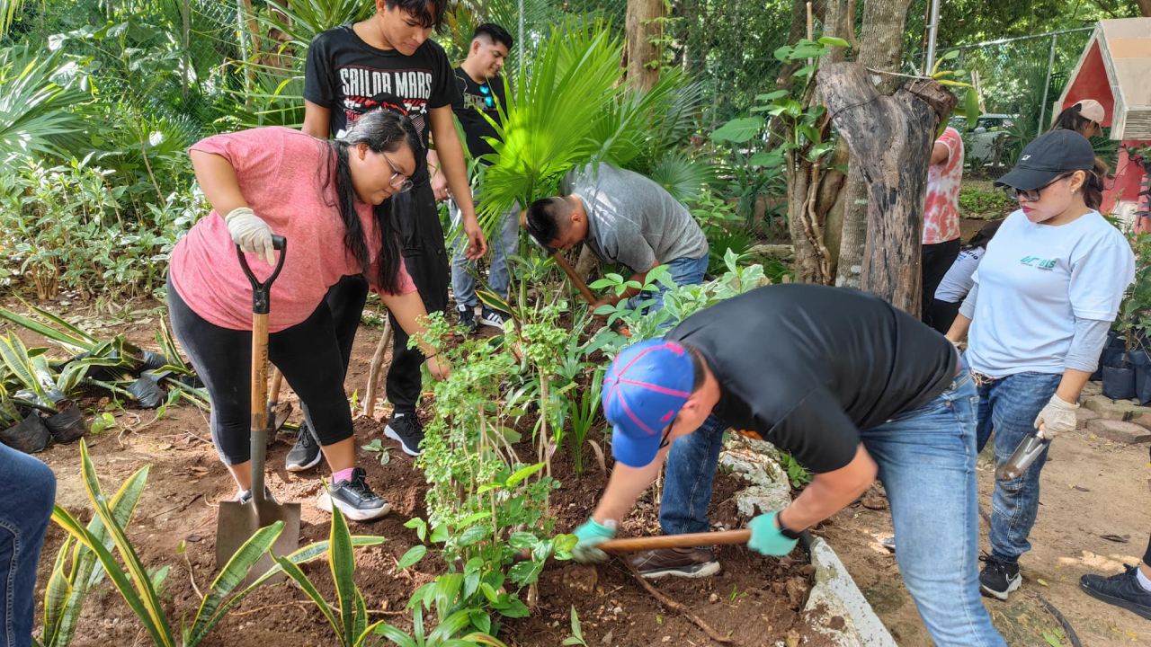 Cabe mencionar que de los 2 mil 982, el 30.1% fue plantado en noviembre pasado.