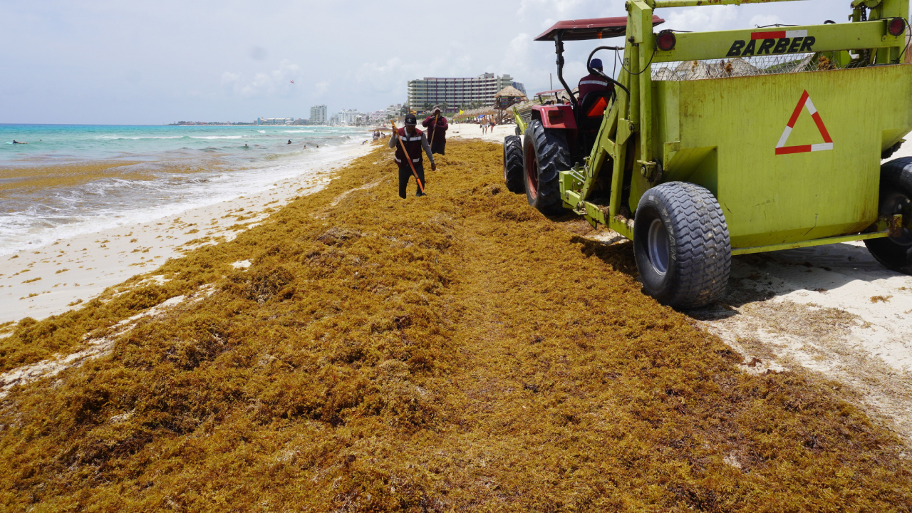 Se usará sargazo como fuente de bioenergía y bioproductos para biofertilizantes y biogás.
