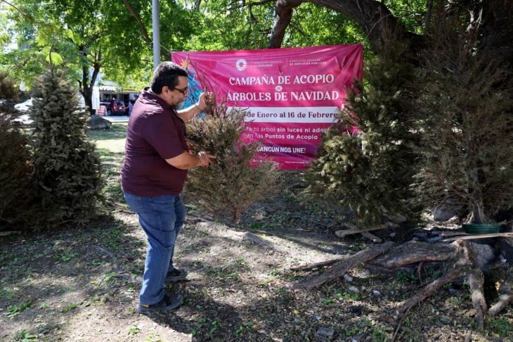 Podrás depositar tu árbol de navidad en los centros de acopio de la ciudad, hasta el 16 de febrero.
