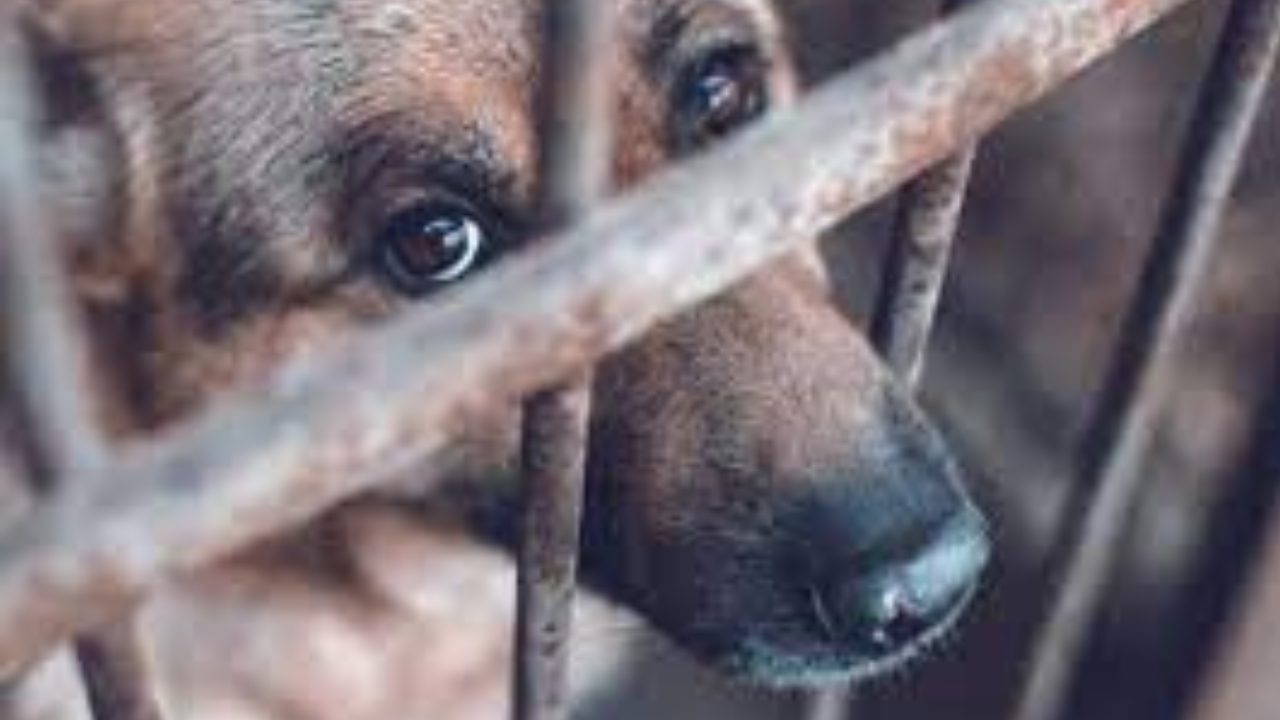 En lo que va del año, se han registrado unas 300 denuncias por maltrato animal ante la autoridad, pero sólo se atendió alrededor del 20%.