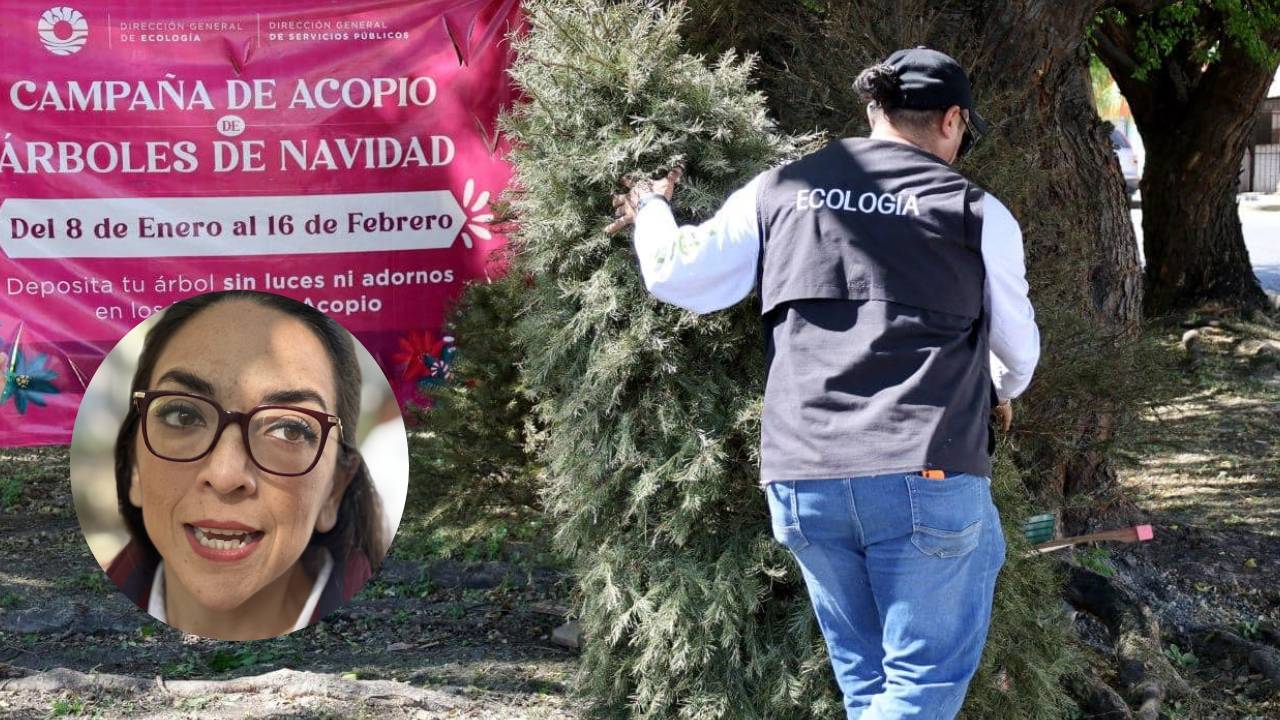 Se recolectó el 63% de los pinos naturales vendidos en la ciudad, afirmó Tania Fernández.