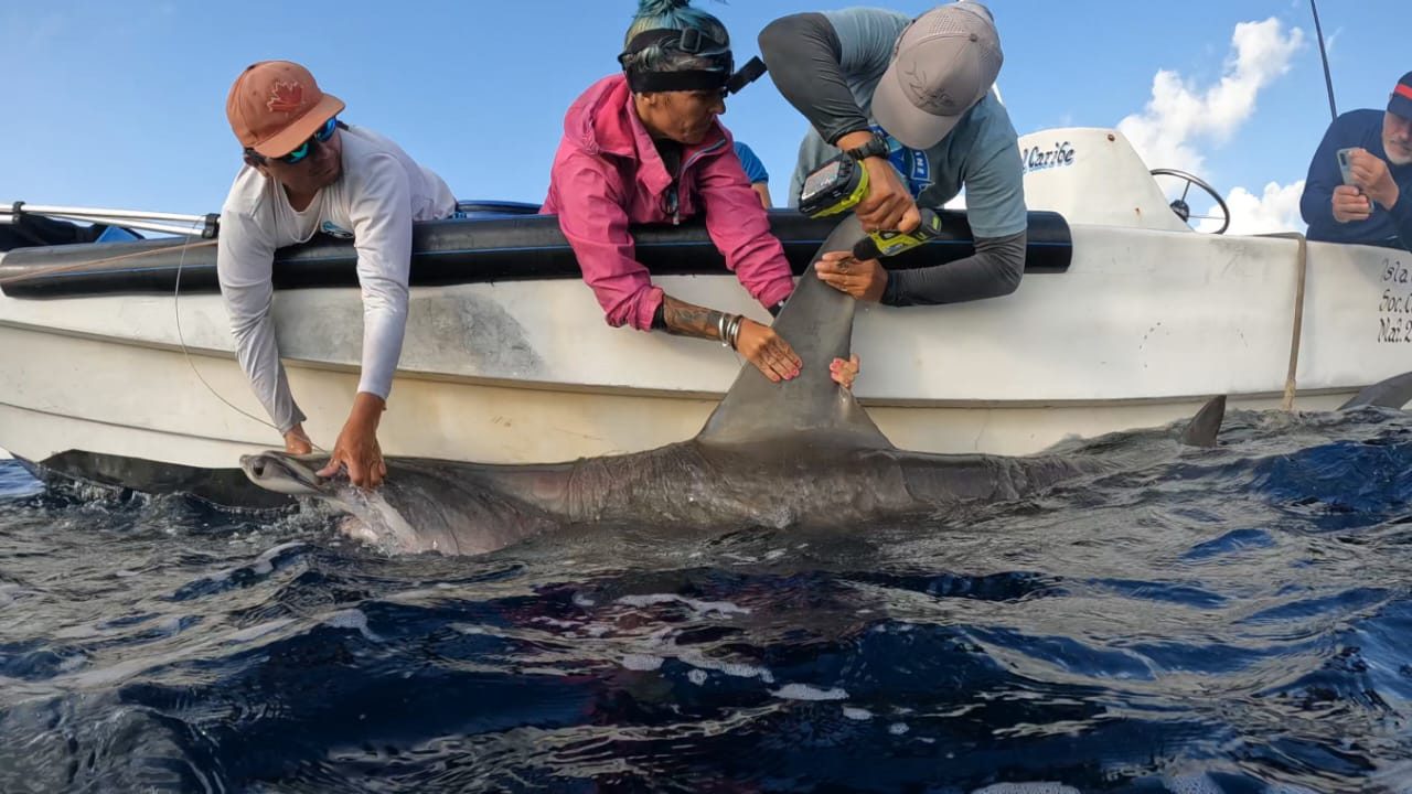 Los tiburones salvados de la pesca desde que arrancó la iniciativa el 14 de julio de 2022 a la fecha son más de 20 mil .