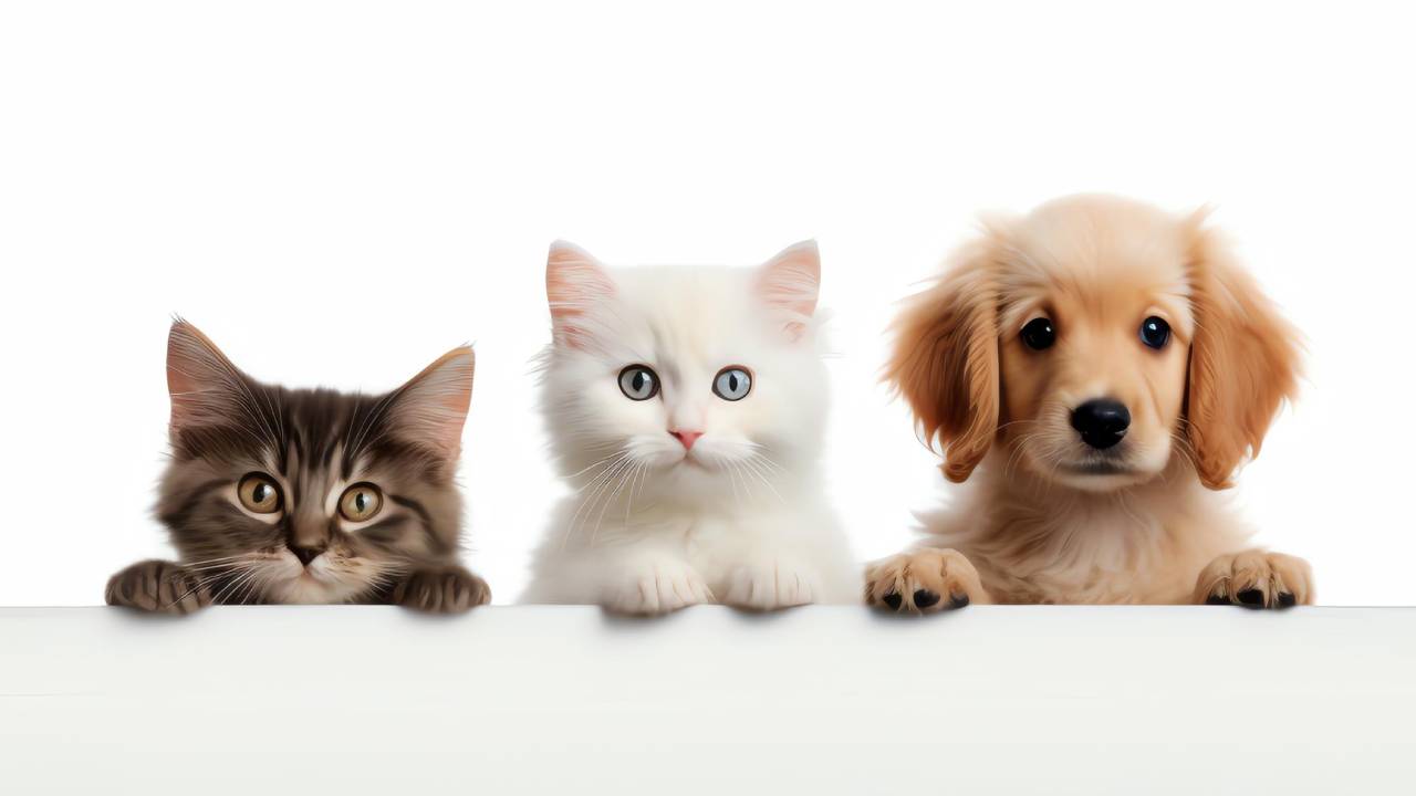 Imagen ilustrativa de mascotas.