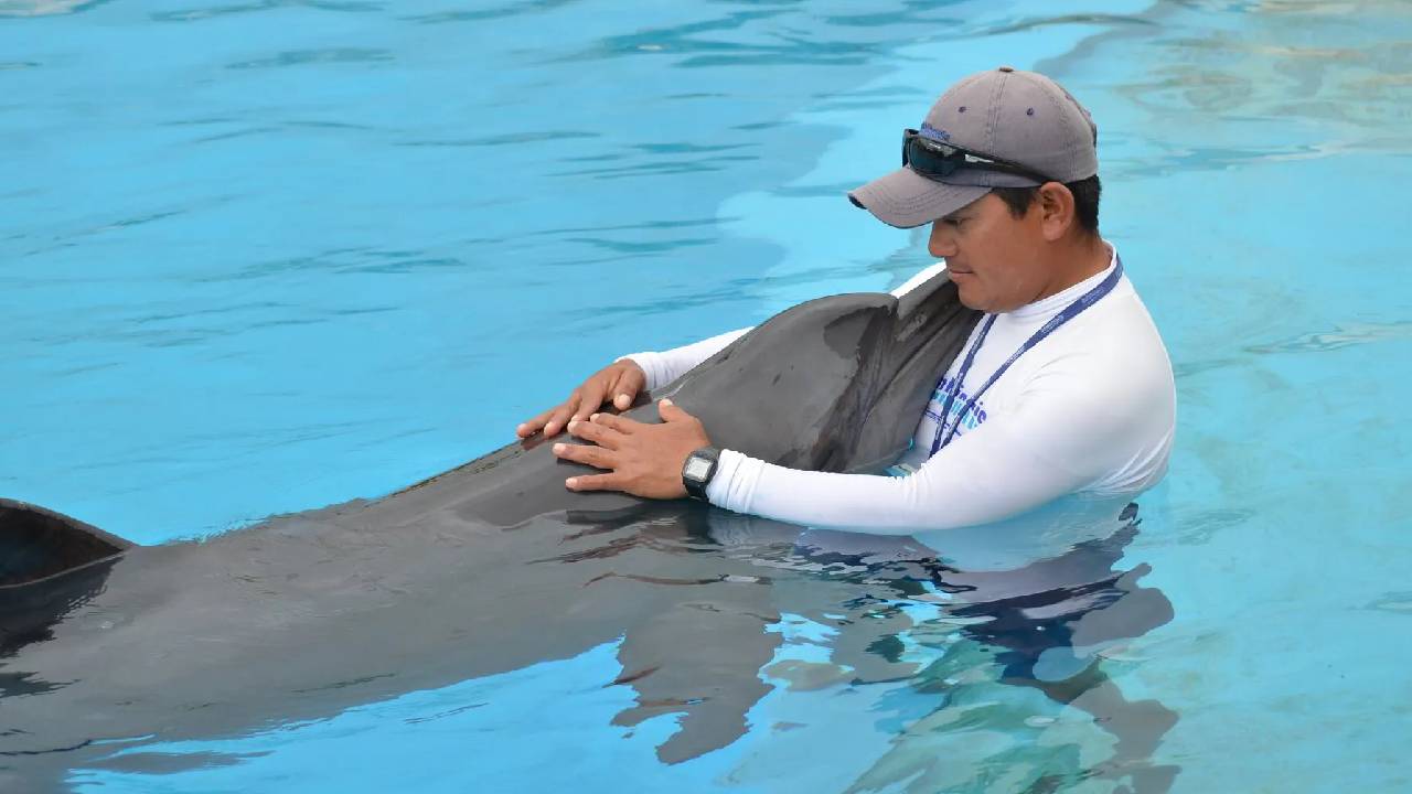 Delfín en cautiverio es abrazado por su entrenador, en un delfinario de Quintana Roo.