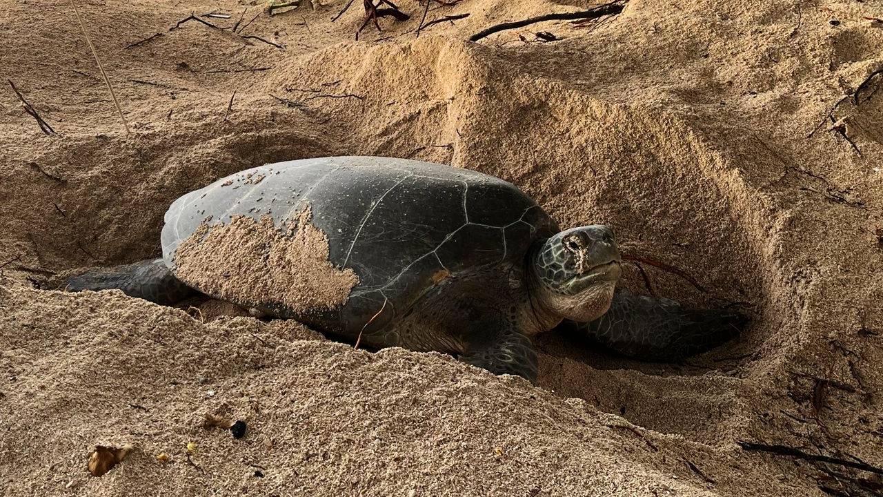 Anidación de tortugas en el Centro Ecológico Akumal (CEA).