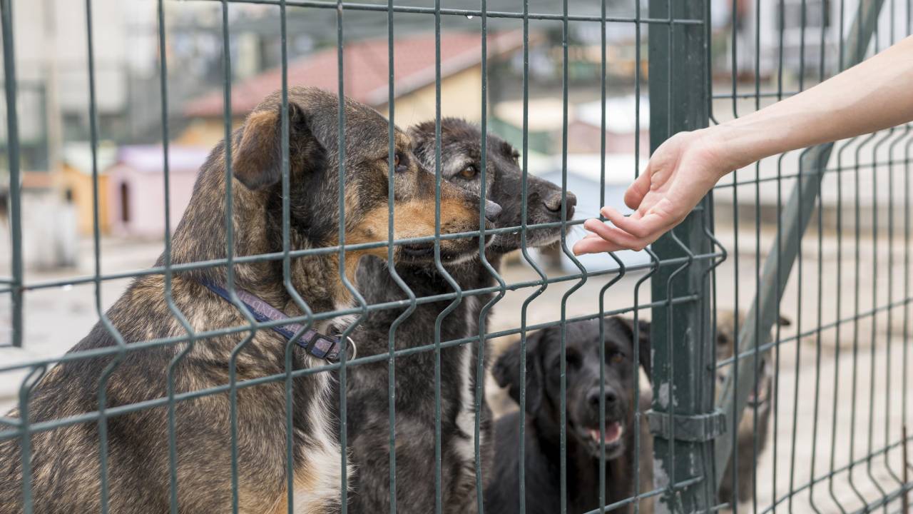 Las mascotas también cuentan con refugios.