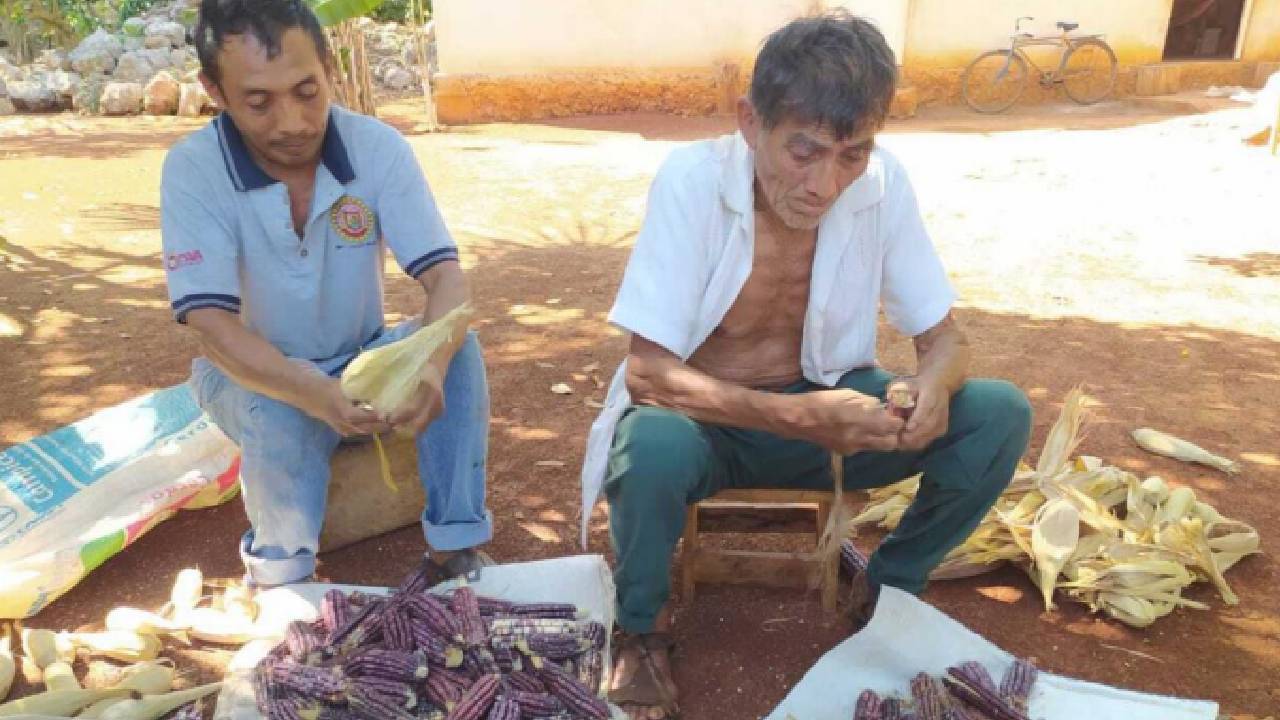 El cultivo