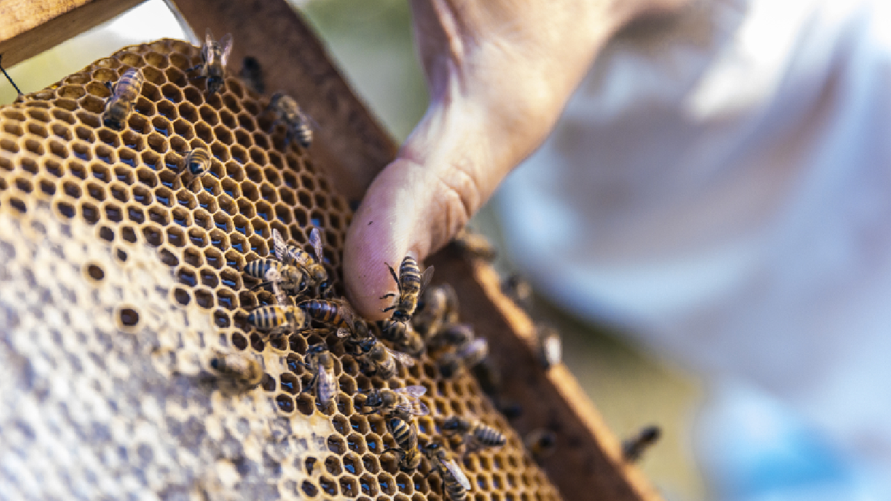 Las abejas meliponas son importantes para la biodiversidad.