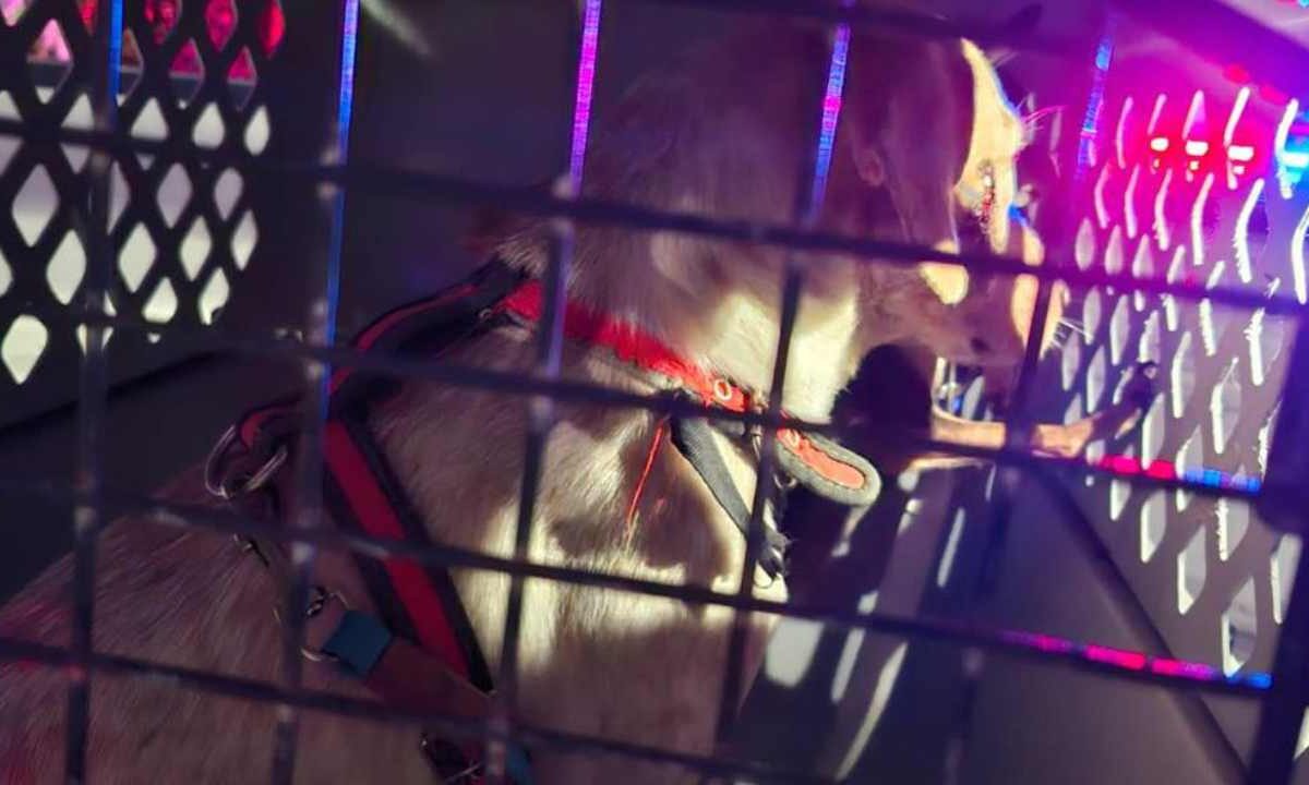 Mascota rescatada.