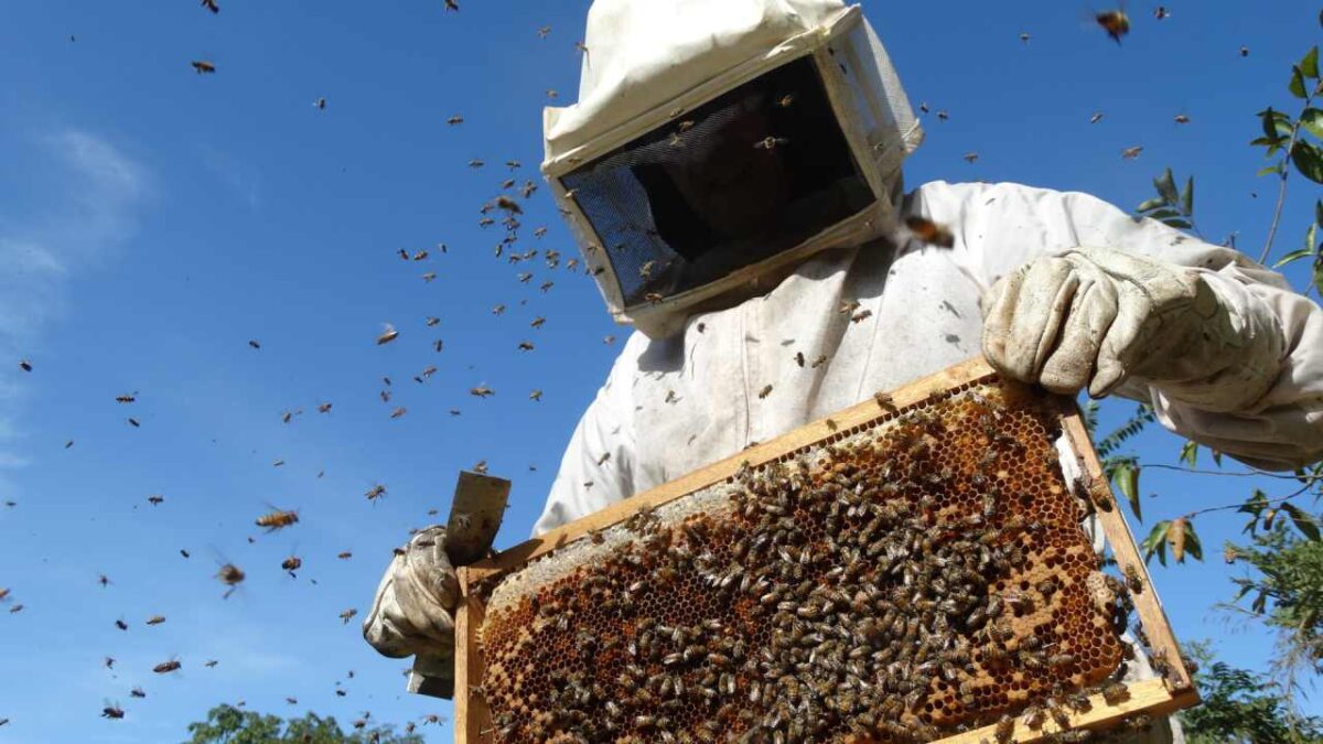 Apicultura en México.