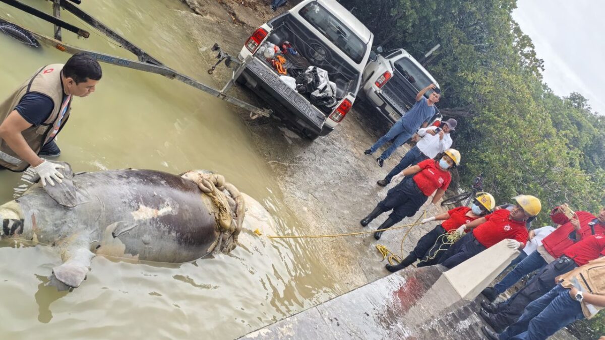 Manatí muerto en la Bahía de Chetumal.