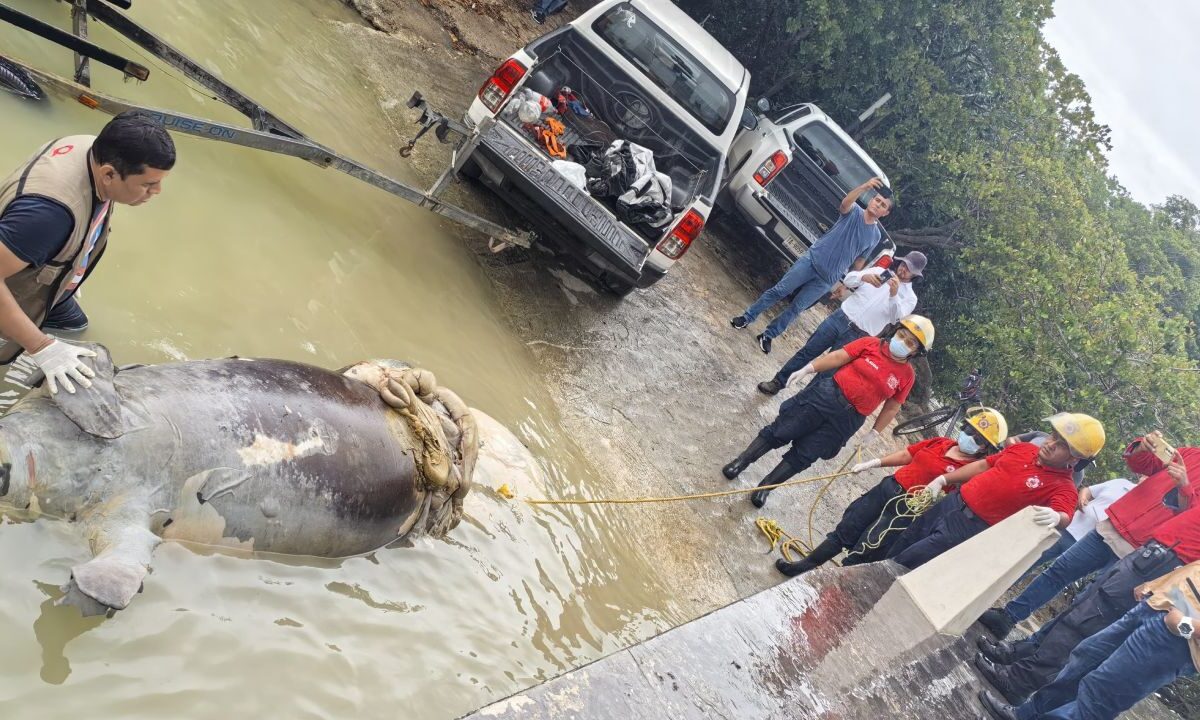 Manatí muerto en la Bahía de Chetumal.