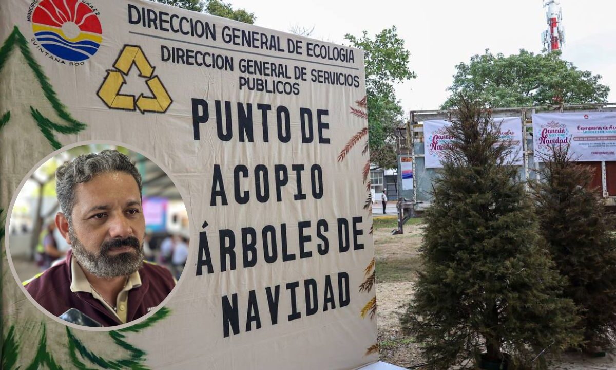 Programa de recolección de árboles de Navidad.