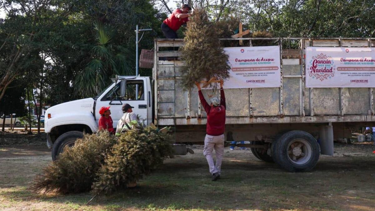 Acopio de árboles de Navidad en Cancún.