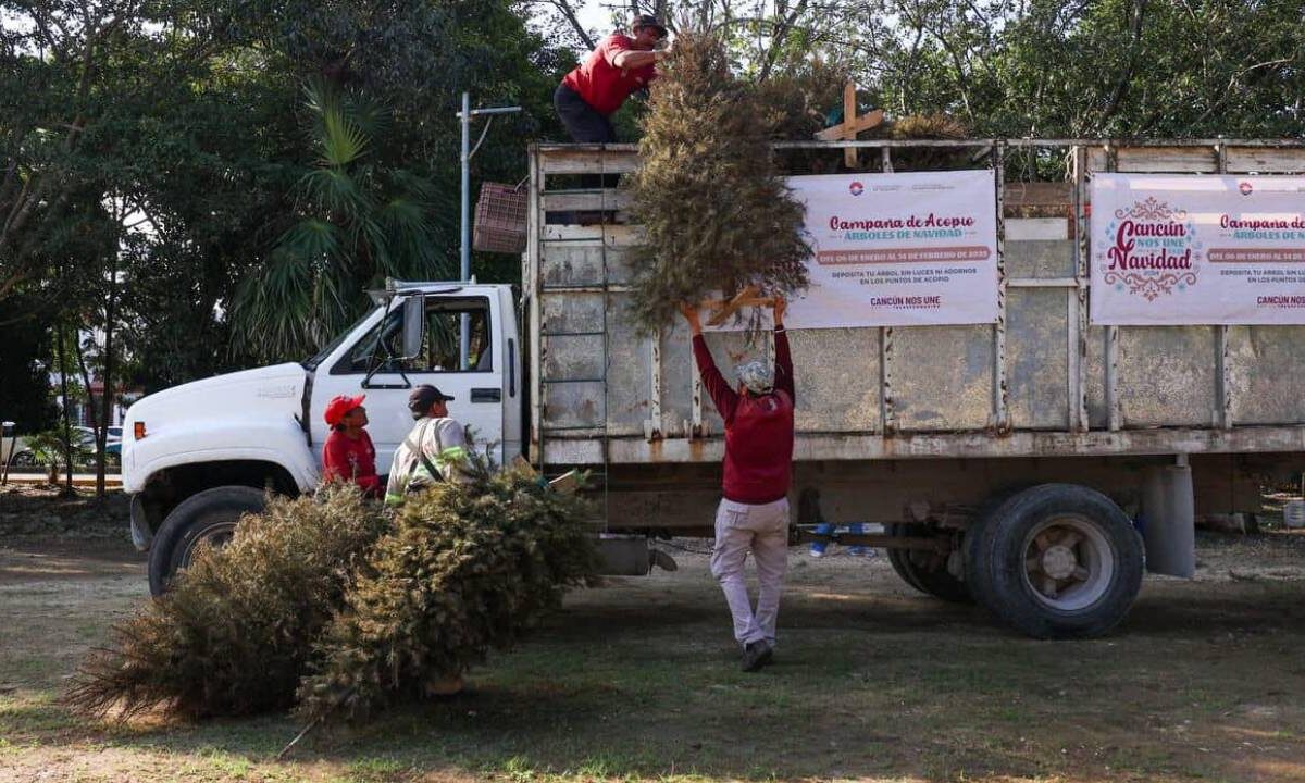 Acopio de árboles de Navidad en Cancún.