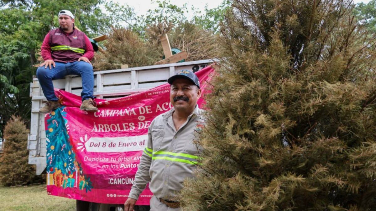 Centros de acopio de árboles de Navidad naturales.