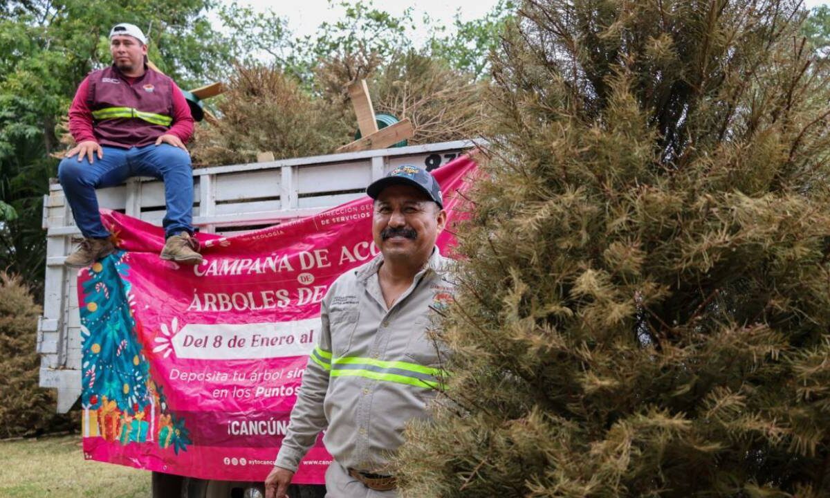 Centros de acopio de árboles de Navidad naturales.
