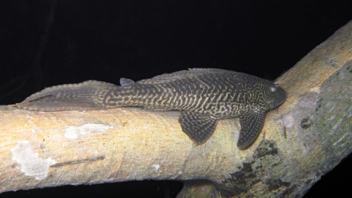 Alerta! Detectan al pez diablo en el Cenote Negro de Bacalar