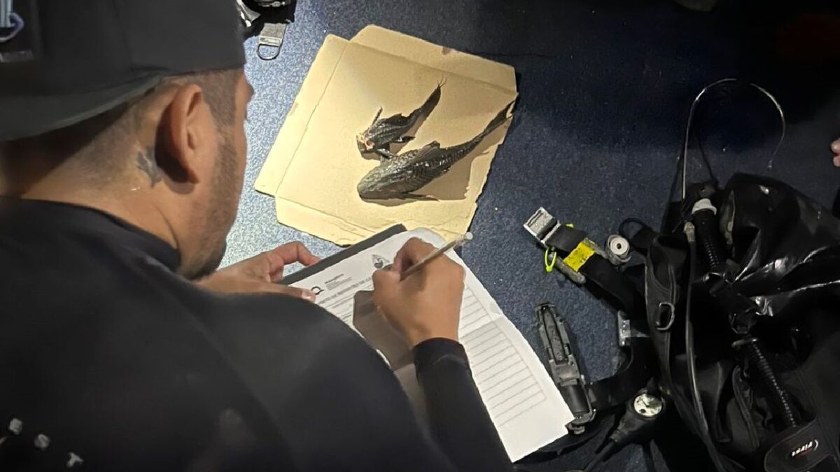 El pez diablo fue hallado en Bacalar.