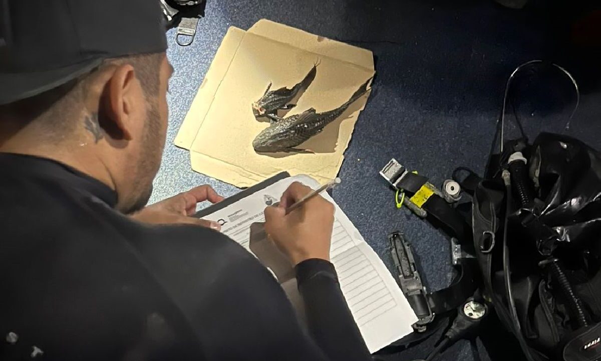 El pez diablo fue hallado en Bacalar.