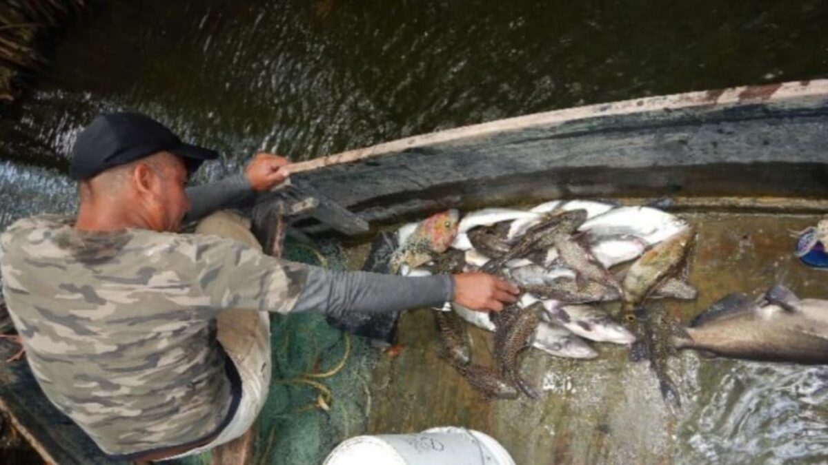 Monitoreo del pez diablo.