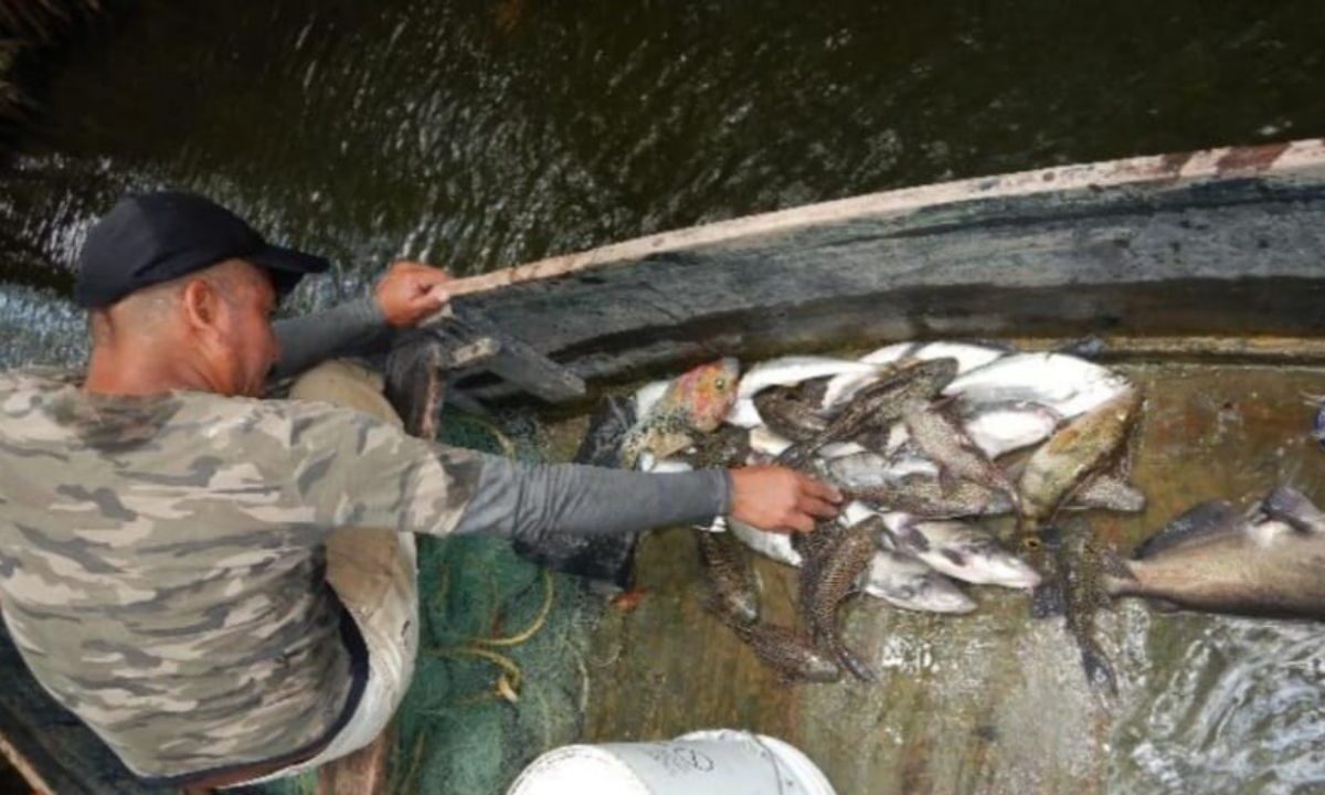 Monitoreo del pez diablo.