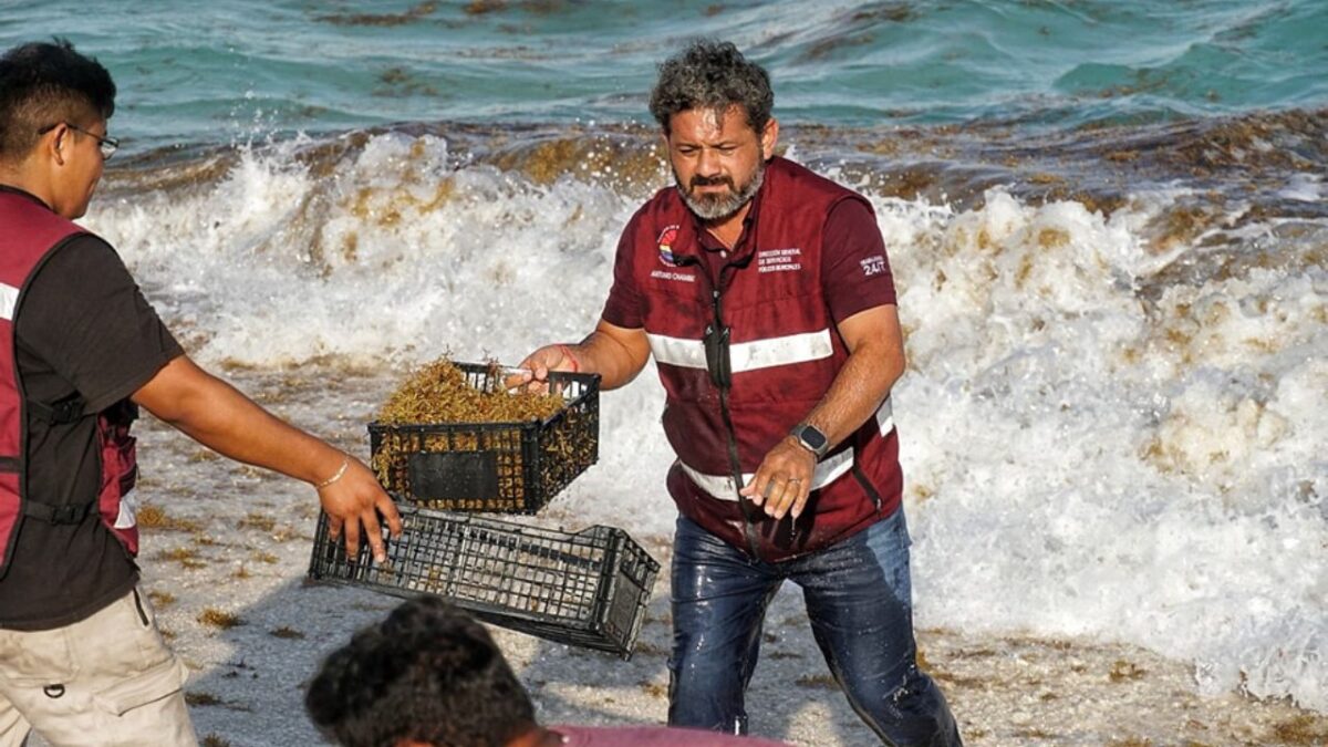 Retiran sargazo de una playa de Cancún.