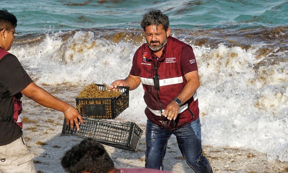 Retiran sargazo de una playa de Cancún.