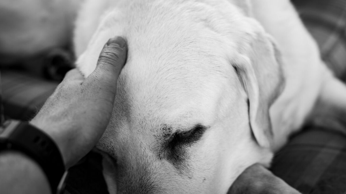 Imagen ilustrativa de acciones contra el maltrato animal.