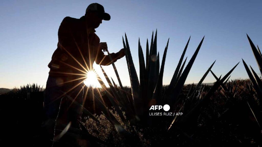 Agricultor mexicano.