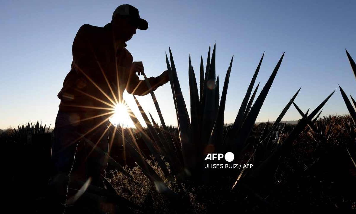 Agricultor mexicano.